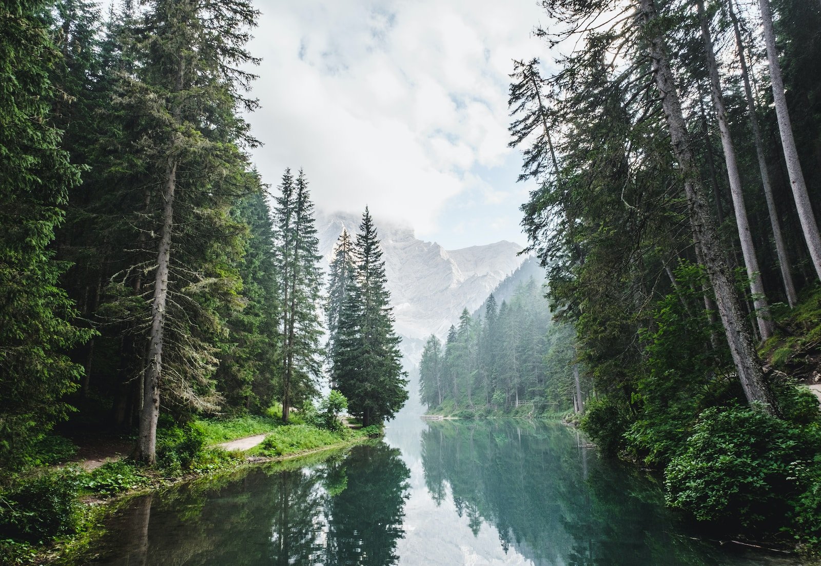Case Study: The Healing Forest Retreat