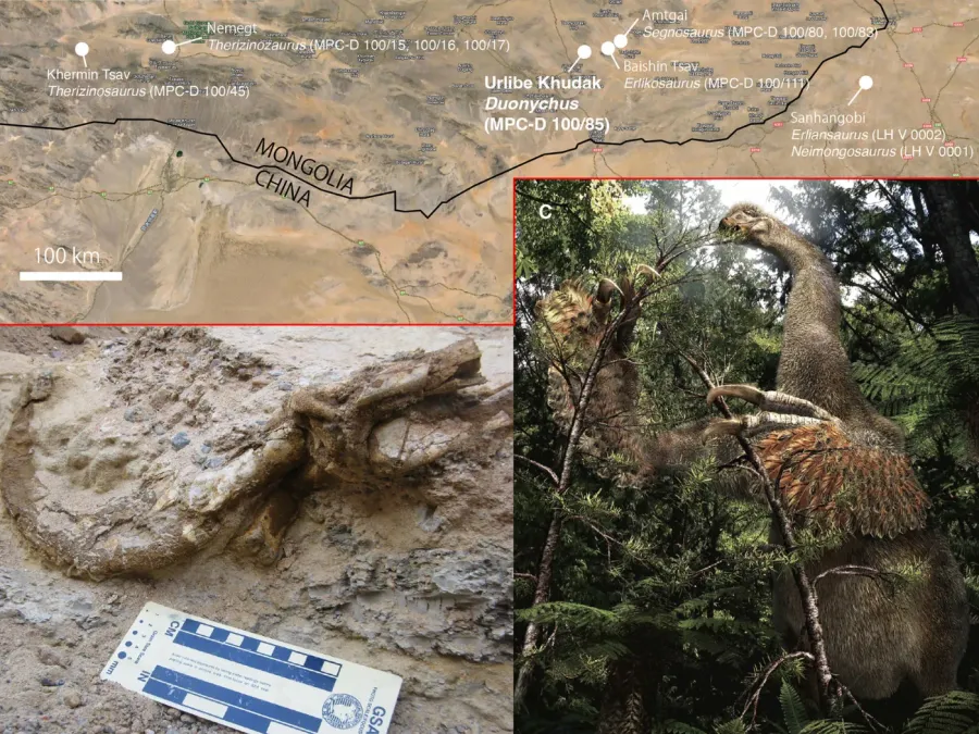 New dinosaur with sloth-like arms, huge claws found in Mongolia