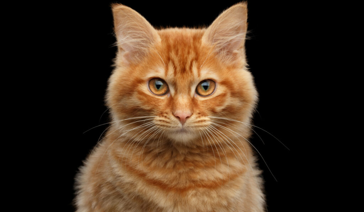 Scientists finally uncover the genetic mystery of orange cat after 60 years of search