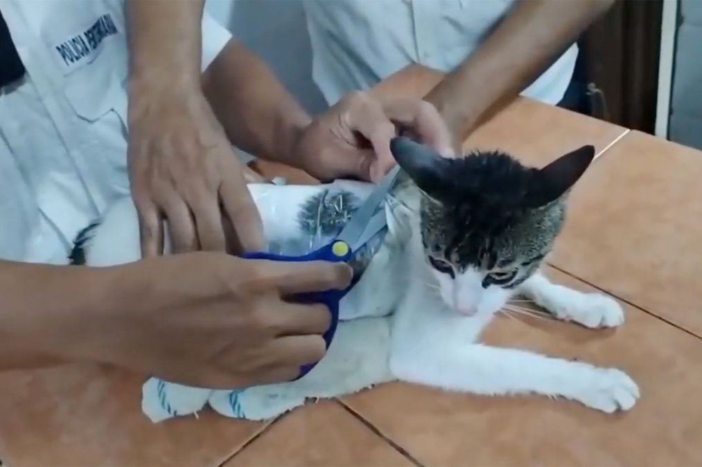 Cat caught smuggling drugs into prison as authorities alarmed by rare case