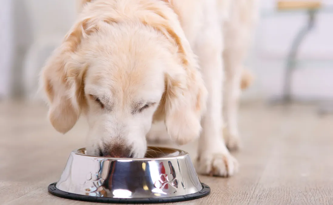 A Golden Retriever’s love for dosa goes viral, winning hearts online