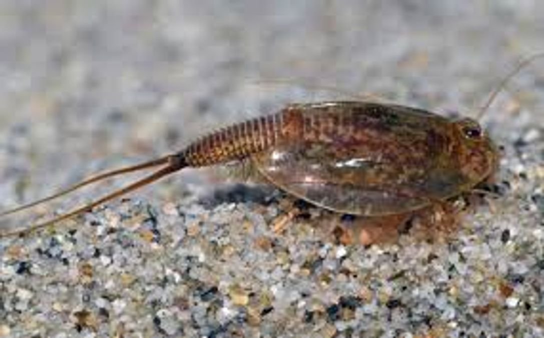 Student discovers 500-million-year-old ‘Living Fossil’ on science expedition