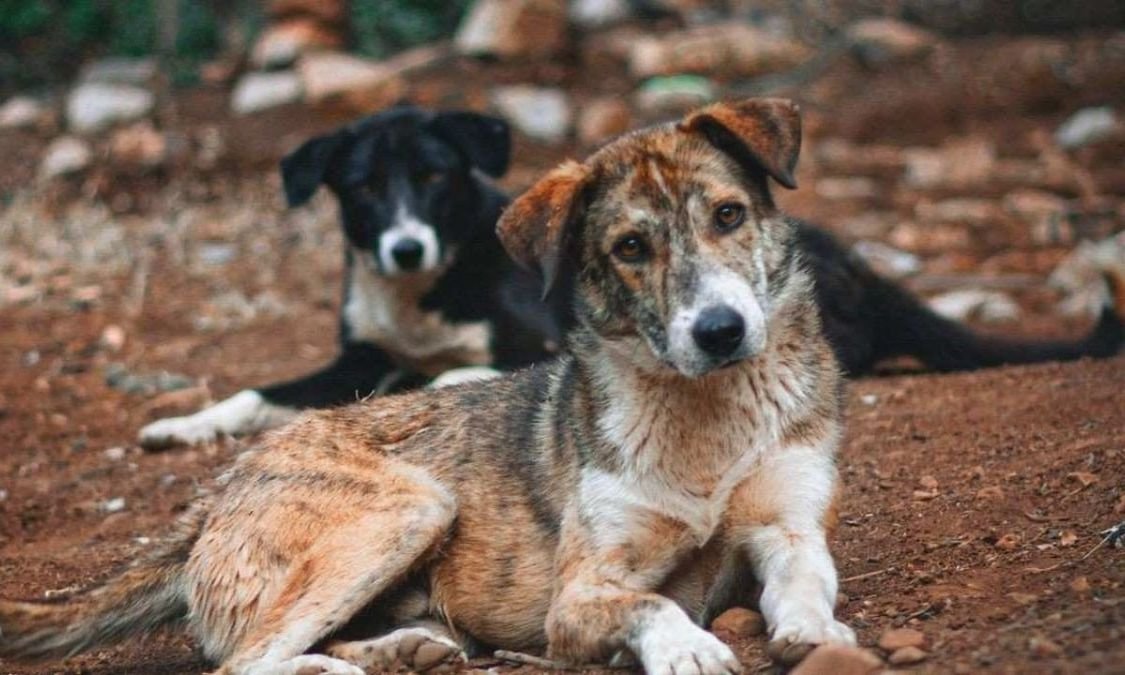 ‘We killed 2,800 stray dogs, buried under trees as compost,’ Karnataka MLC
