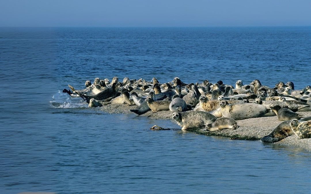 Caspian sea, world’s largest lake, shrinking, threatening trade, wildlife & livelihoods